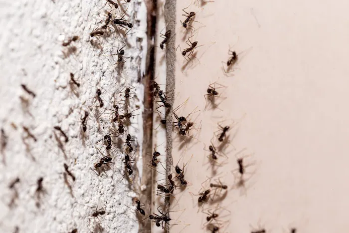 Waltham Pest Services Picture 9