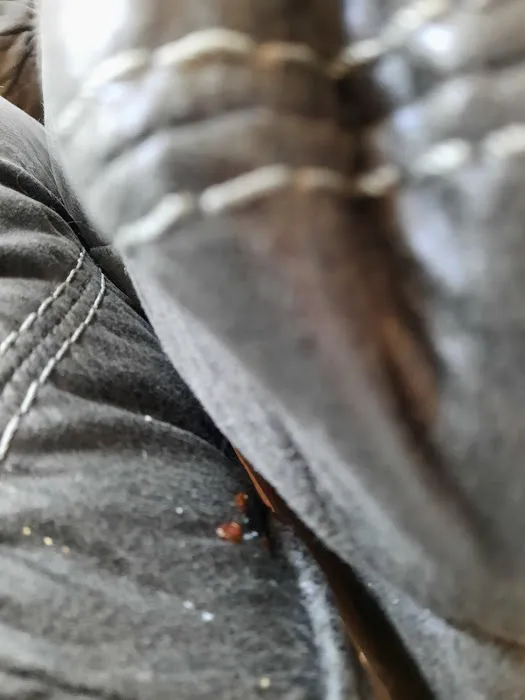 All-Pro Pest Solutions LLC Picture 5