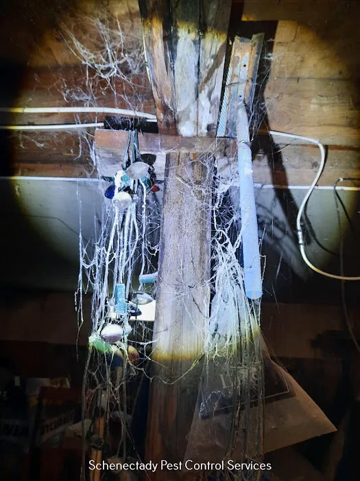 All-Pro Pest Solutions LLC Picture 8