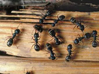 Target Pest Control LLC Picture 1