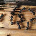 Target Pest Control LLC