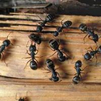Target Pest Control LLC ico