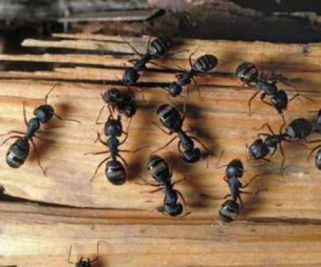 Target Pest Control LLC