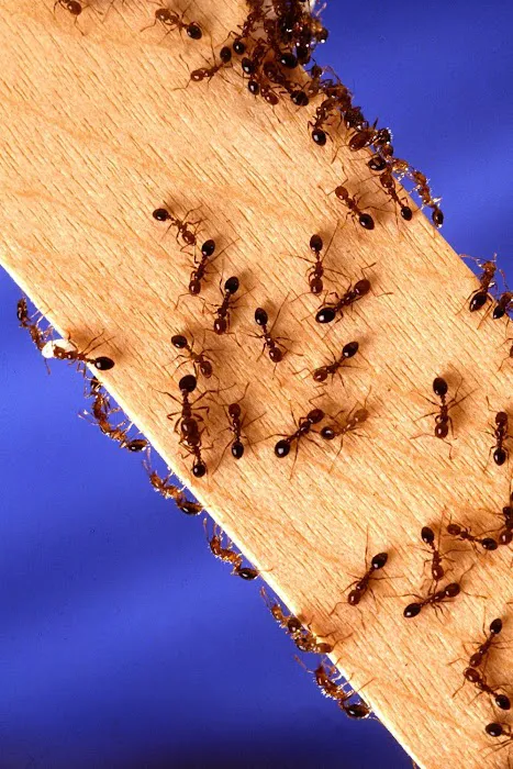 Simply Trust Pest Solutions LLC Picture 4