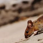Simply Trust Pest Solutions LLC