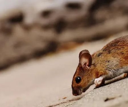 Simply Trust Pest Solutions LLC