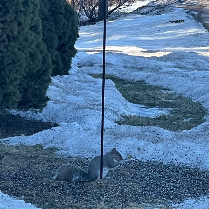 Nukingstreet Pest & Wildlife Control LLC Picture 7