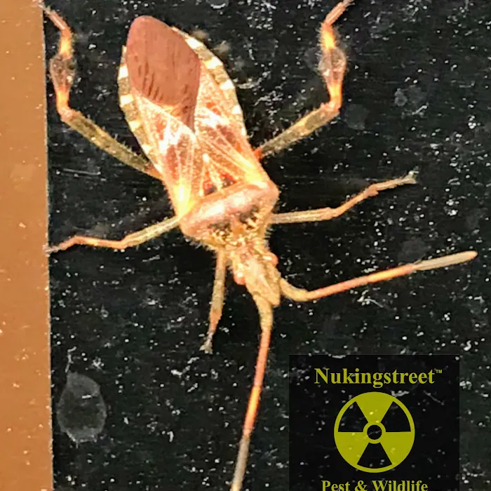 Nukingstreet Pest & Wildlife Control LLC Picture 4