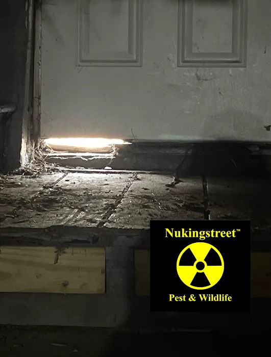 Nukingstreet Pest & Wildlife Control LLC Picture 5