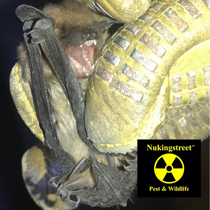 Nukingstreet Pest & Wildlife Control LLC Picture 10