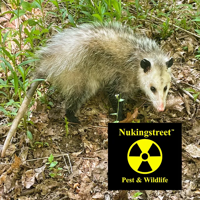 Nukingstreet Pest & Wildlife Control LLC Picture 9