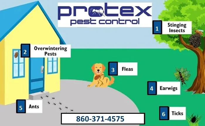 Protex Pest Control Picture 5