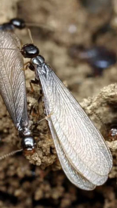 Protex Pest Control Picture 6