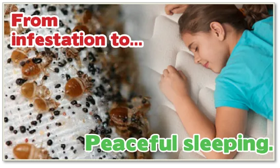 Bed Bug Busters By Ellington Management LLC Picture 9