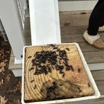 Ellington Family Pest & Termite Elimination