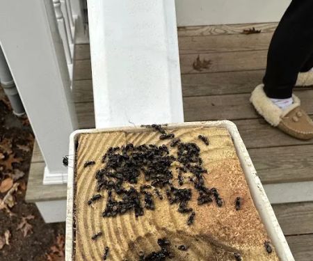 Ellington Family Pest & Termite Elimination