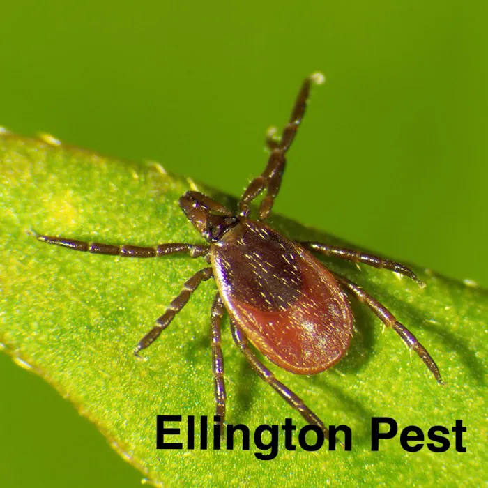 Ellington Family Pest & Termite Elimination Picture 2