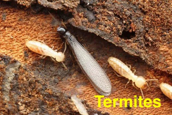 Ellington Family Pest & Termite Elimination Picture 10