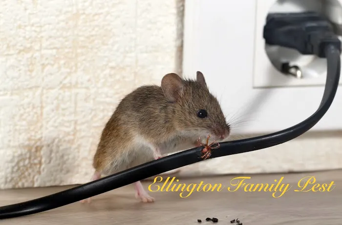 Ellington Family Pest & Termite Elimination Picture 8