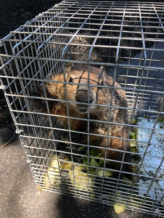 Interstate Pest Control Picture 8