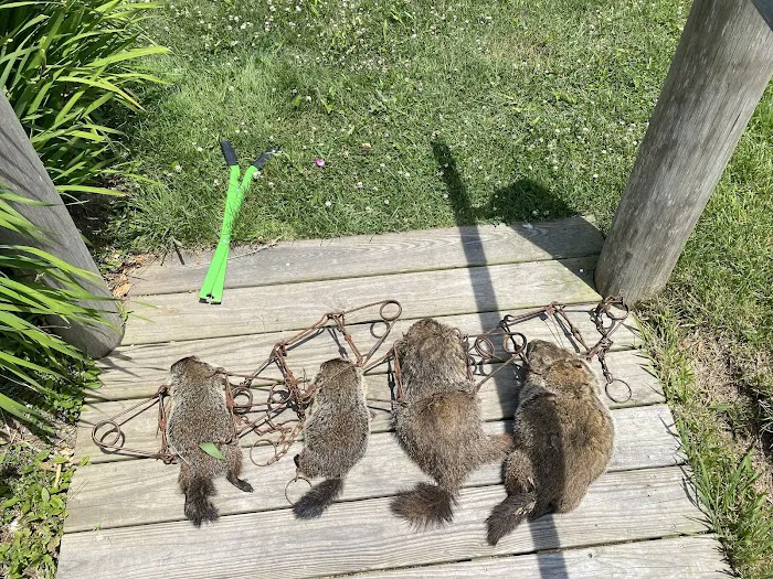 Christian's Wildlife Control Picture 10