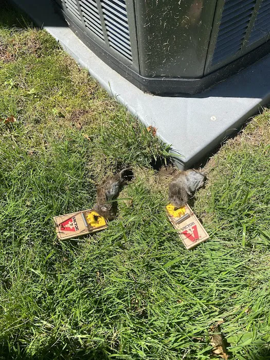 Christian's Wildlife Control Picture 5