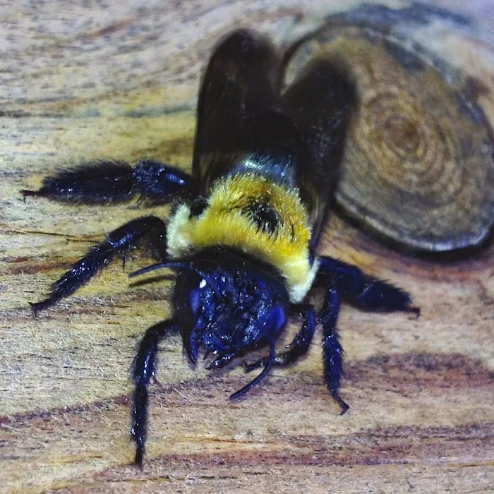 Kent County Pest Control, LLC Picture 3