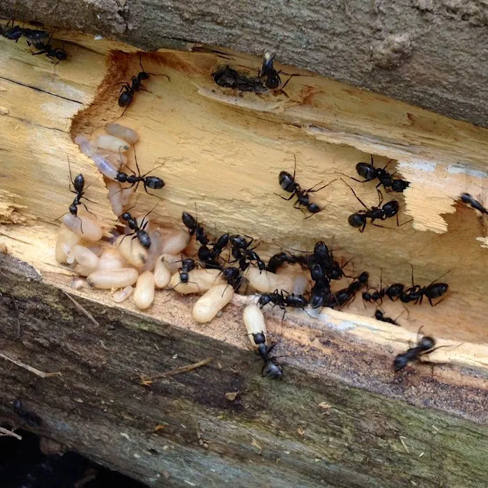 Kent County Pest Control, LLC Picture 1