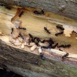Kent County Pest Control, LLC