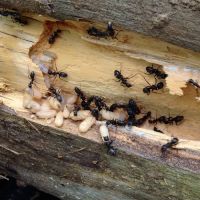 Kent County Pest Control, LLC ico