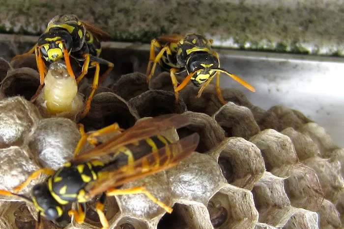 Kent County Pest Control, LLC Picture 5