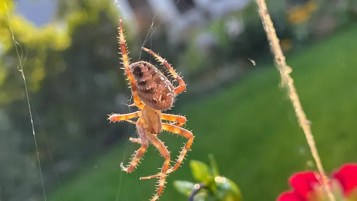 Kent County Pest Control, LLC Picture 2