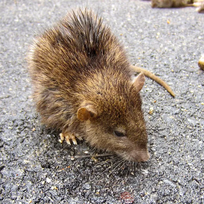 Kent County Pest Control, LLC Picture 6