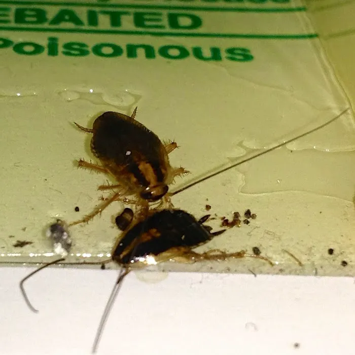 Kent County Pest Control, LLC Picture 7
