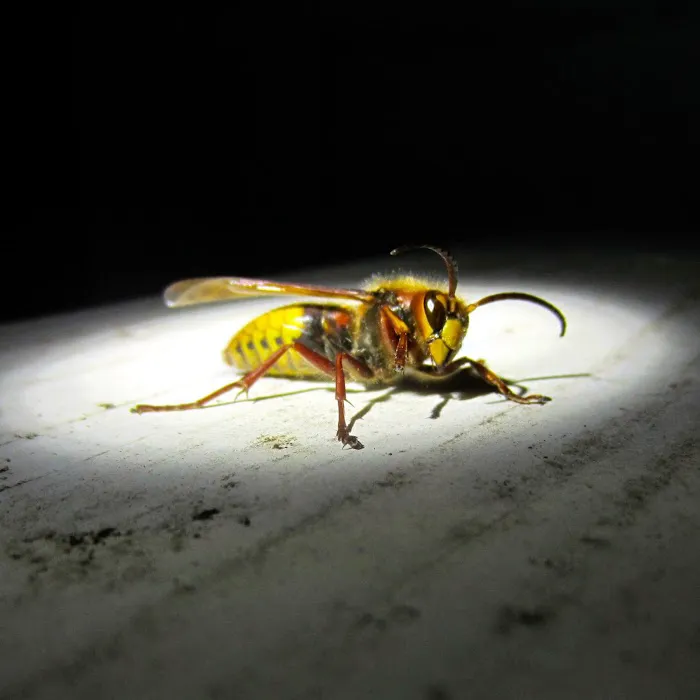 Kent County Pest Control, LLC Picture 9