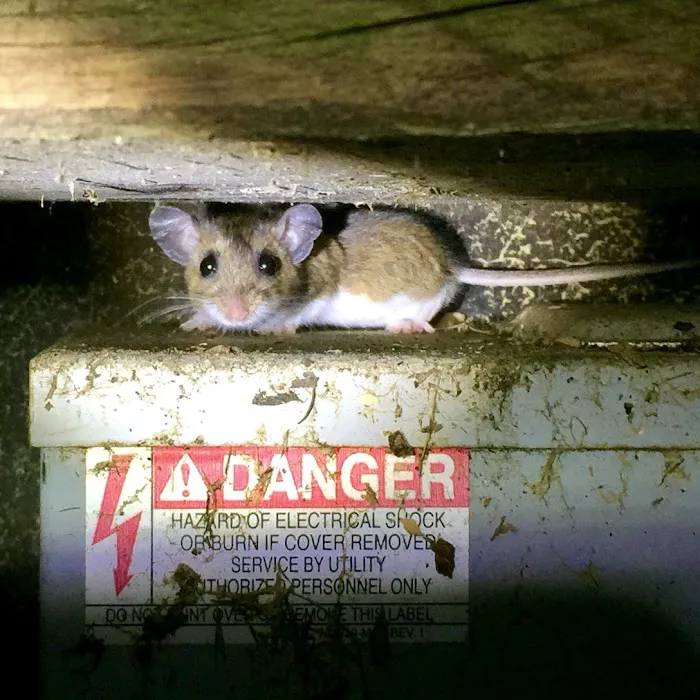 Kent County Pest Control, LLC Picture 10