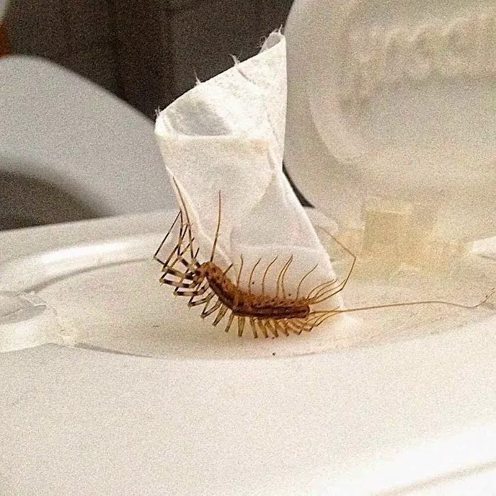 Kent County Pest Control, LLC Picture 8