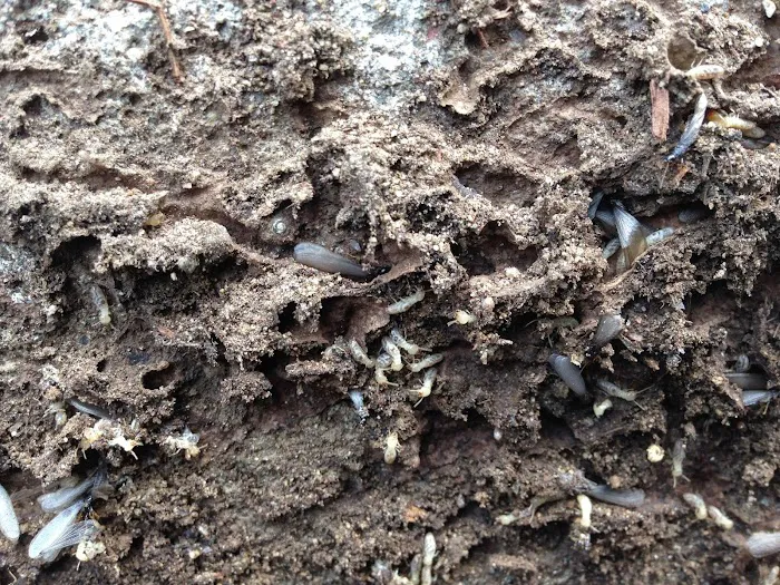 Cobra Pest Control Picture 5