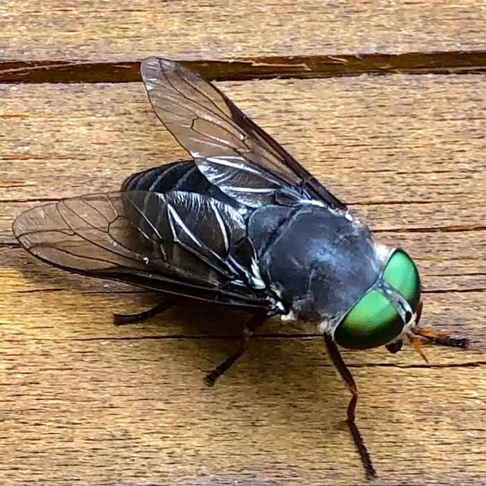 Cobra Pest Control Picture 4