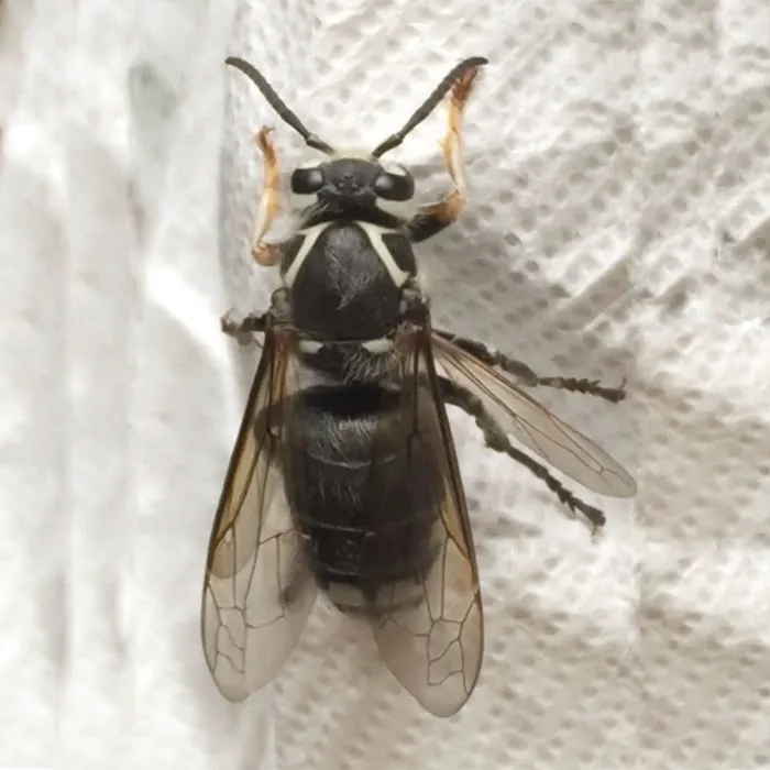Cobra Pest Control Picture 1