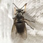 Cobra Pest Control
