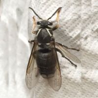 Cobra Pest Control ico