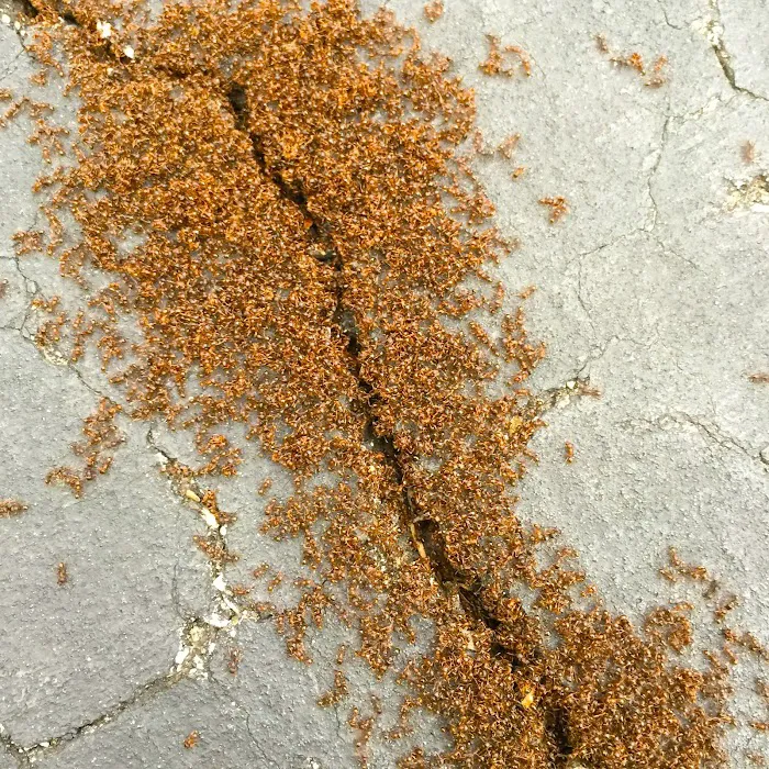 Cobra Pest Control Picture 9
