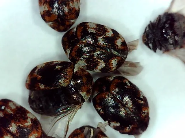 Cobra Pest Control Picture 6