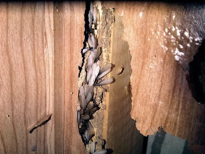 Cobra Pest Control Picture 7