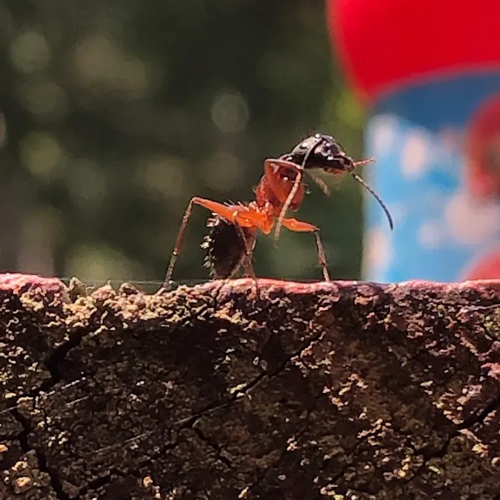 Cobra Pest Control Picture 8