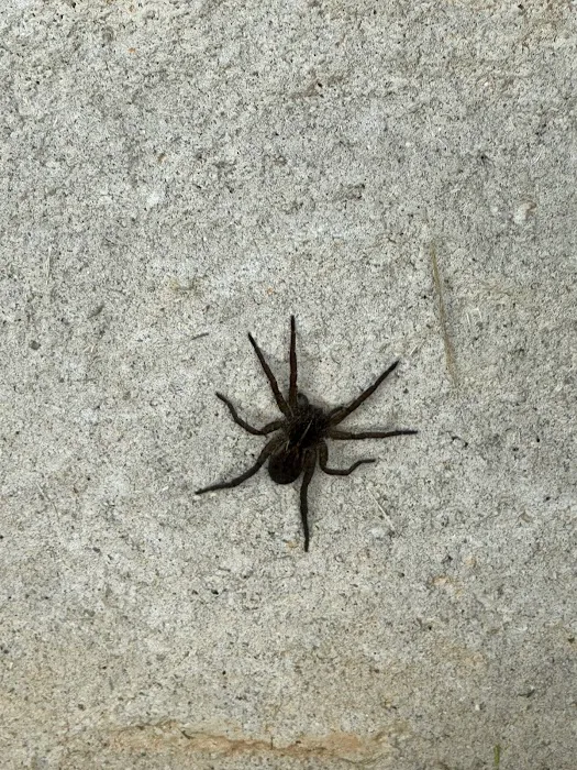Greenix Pest Control Picture 10