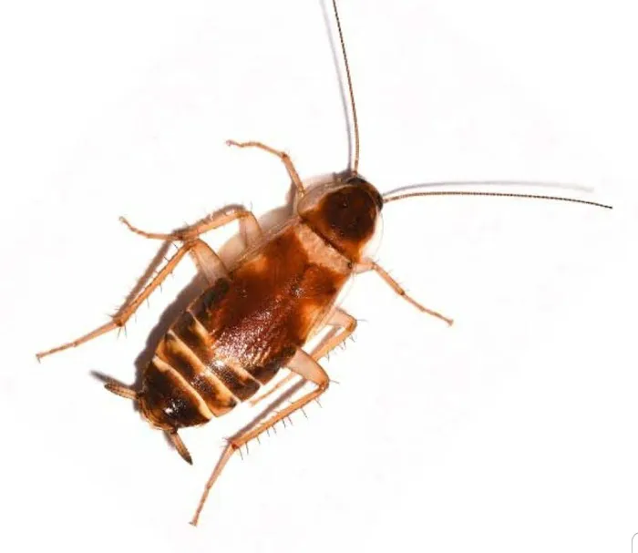 Lancaster Pest Management - Ephrata PA Picture 2
