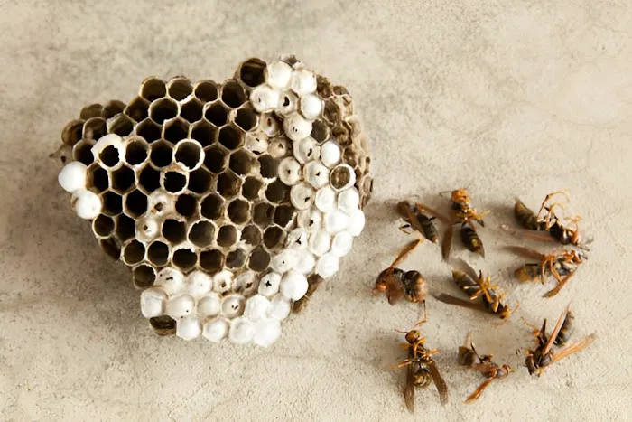 Harpoon Pest Solutions Picture 5