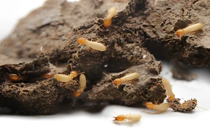 Harpoon Pest Solutions Picture 6
